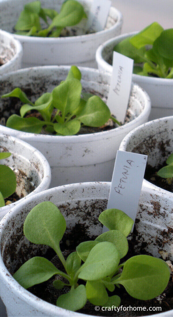 Petunia Seedlings