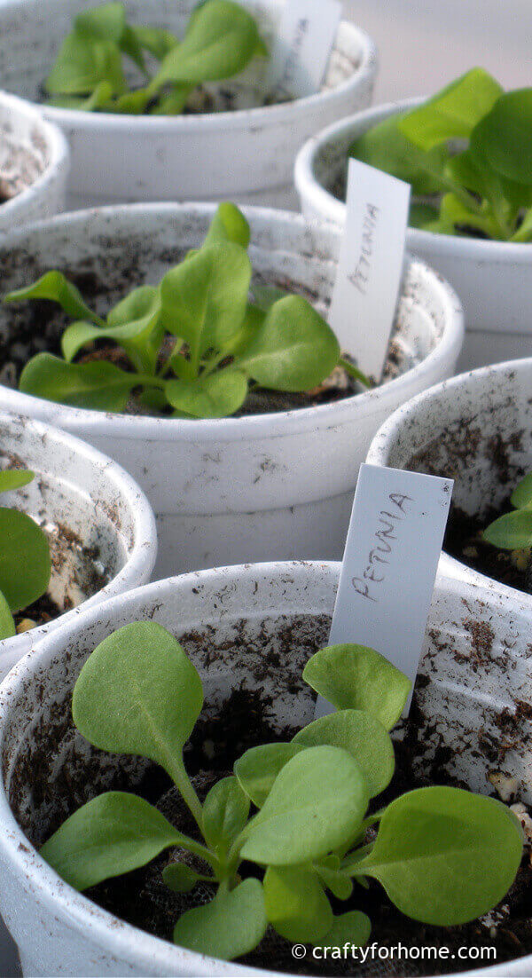 how to take care of petunia seedlings