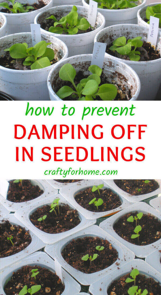 How To Prevent Damping Off