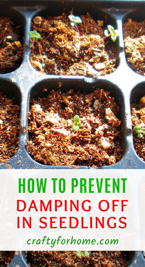 How To Prevent Damping Off Happening