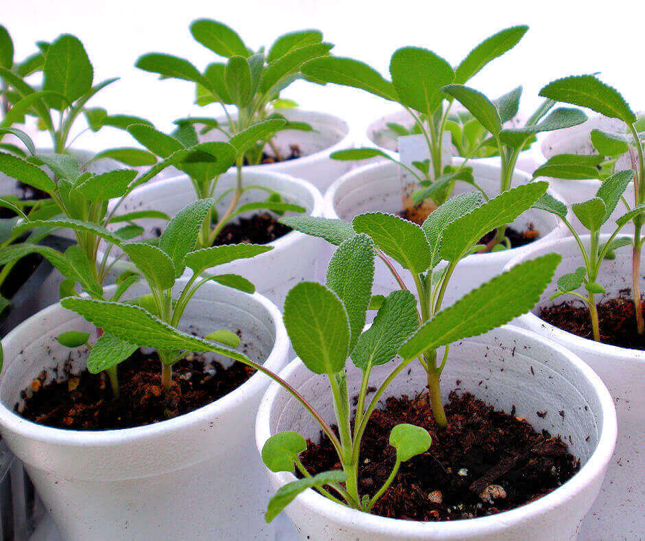 artichoke seedlings dampening