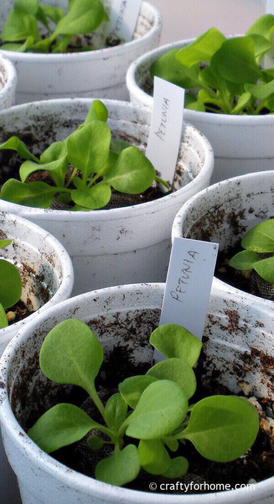 Petunia Seedlings