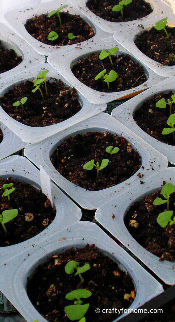 Seedlings On Yogurt Cups