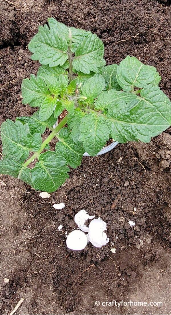 Tips for using eggshells in the garden crafty for home