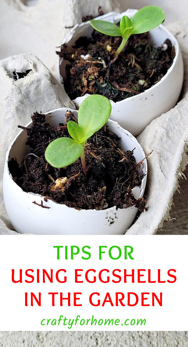 Tips for using eggshells in the garden crafty for home