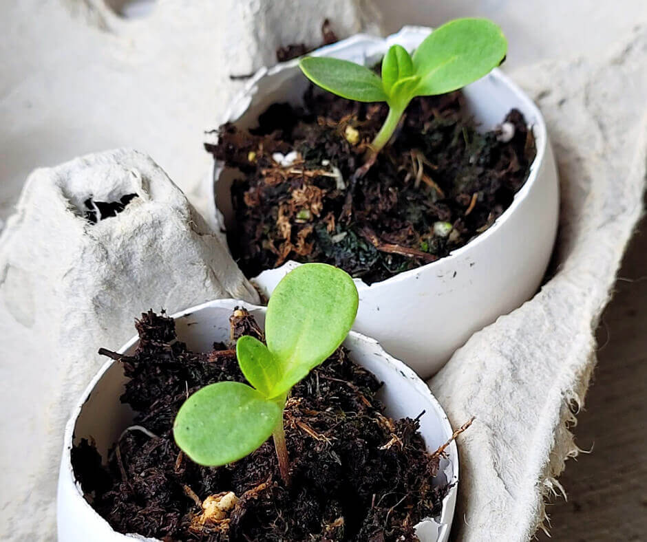 Tips for using eggshells in the garden crafty for home