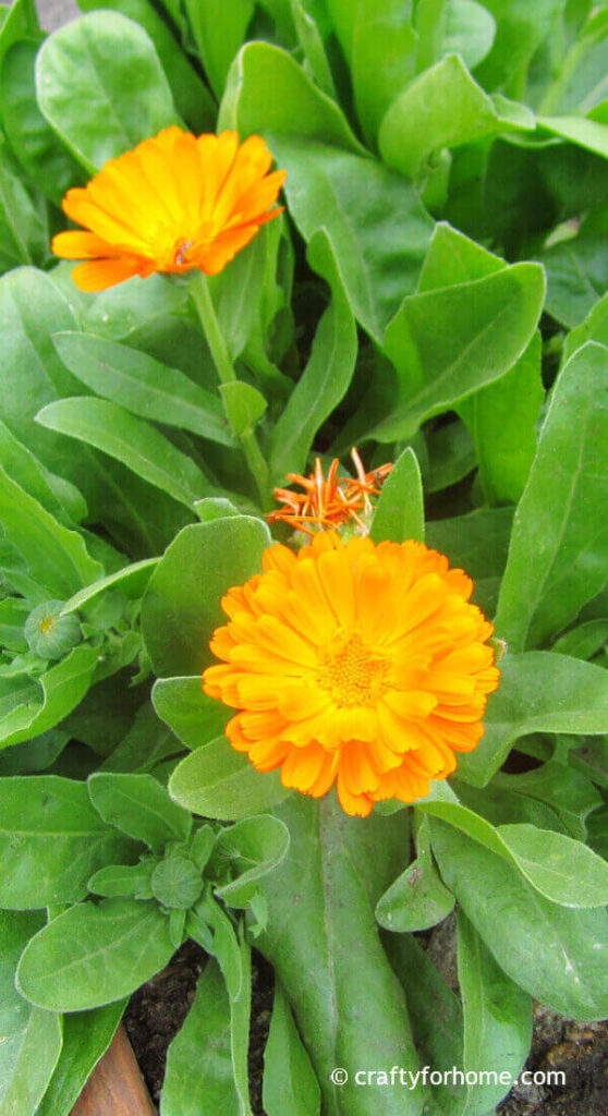 Calendula