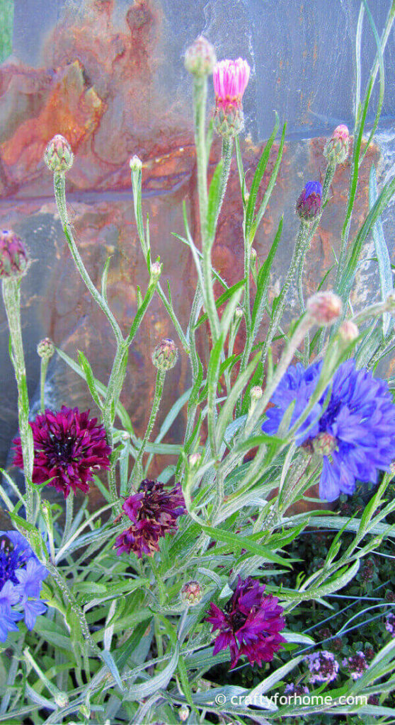 Cornflower