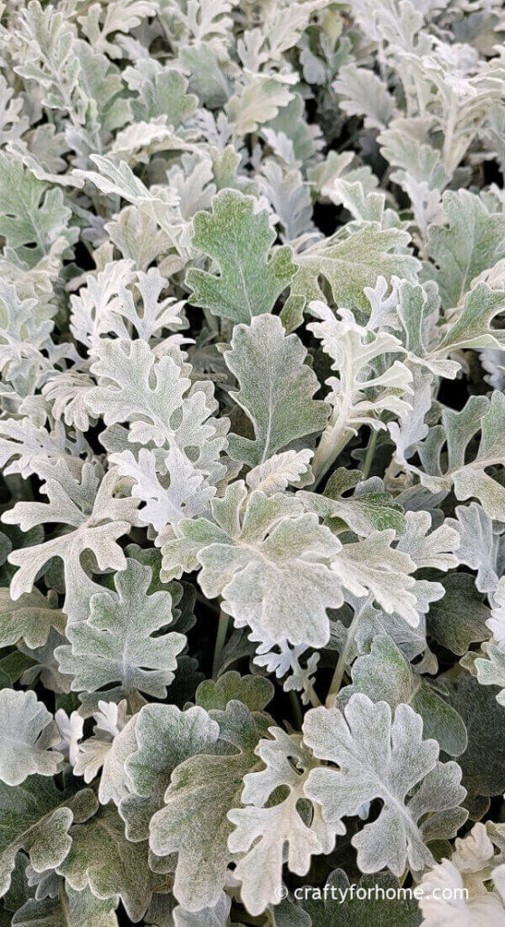 Dusty Miller