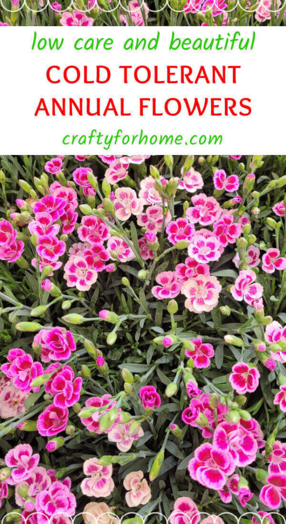 Frost Tolerance Dianthus