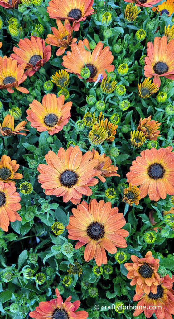 Orange Osteospermum