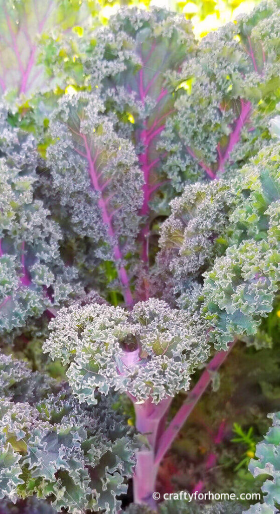 Ornamental Kale