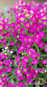 Pink Alyssum