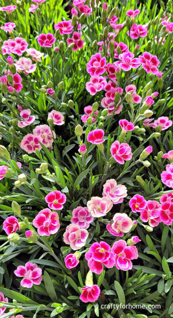 Pink Dianthus