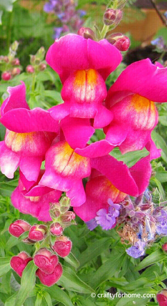 Pink Snapdragon