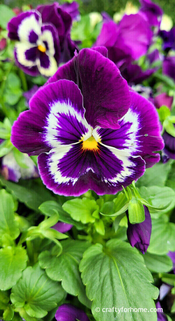 Purple Pansy