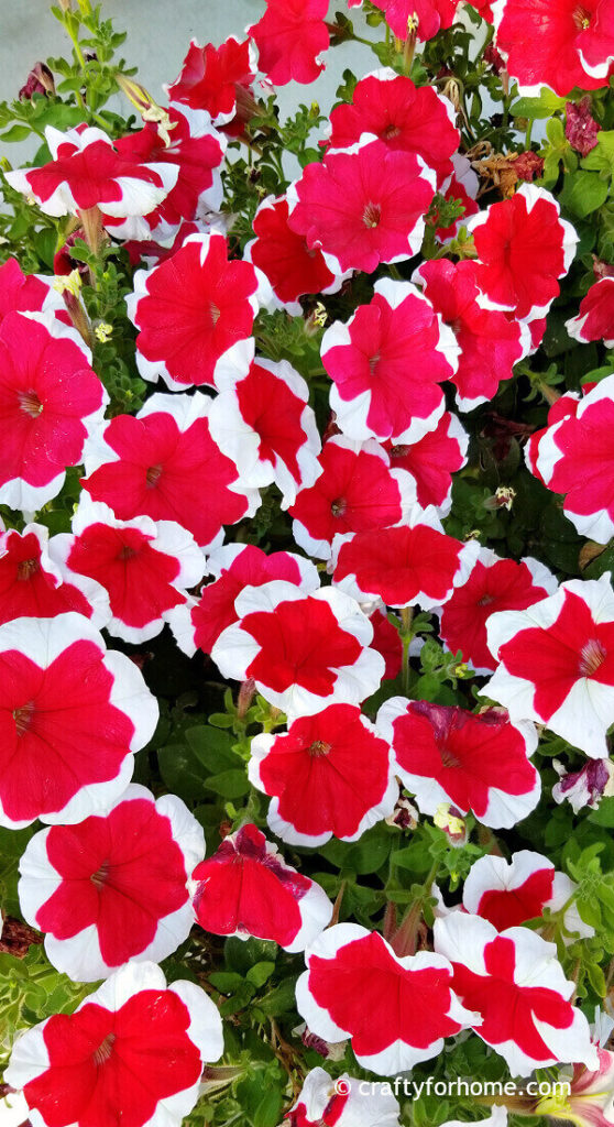 Red Petunia