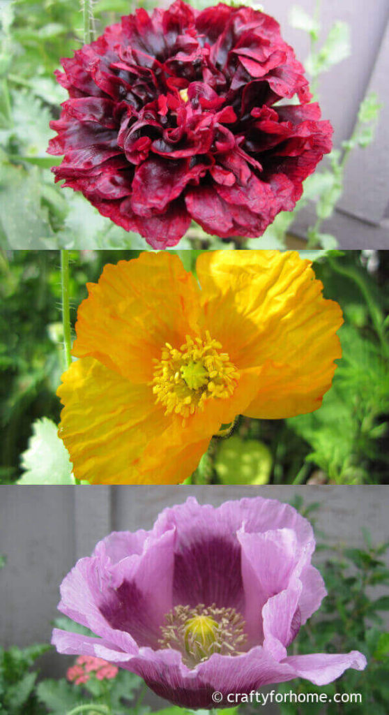 Red, yellow, and purple poppies