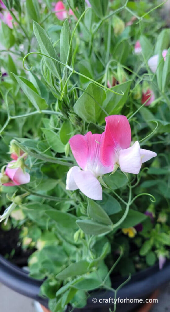 Sweet Peas