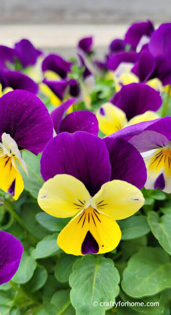 Viola Flower