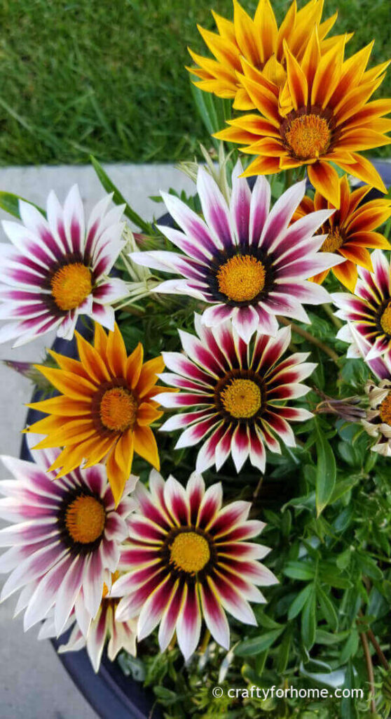 Gazania