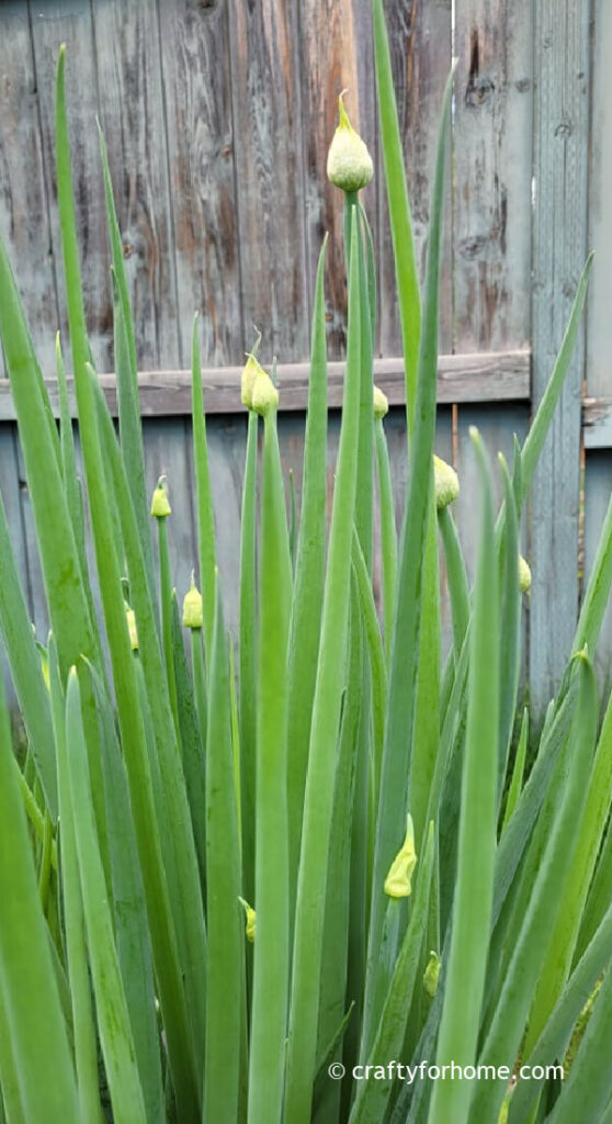 Bolting Onion Buds