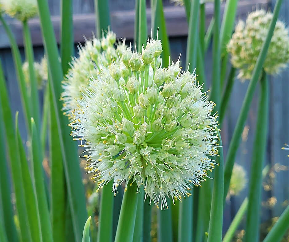 Bolting Onions Crafty For Home
