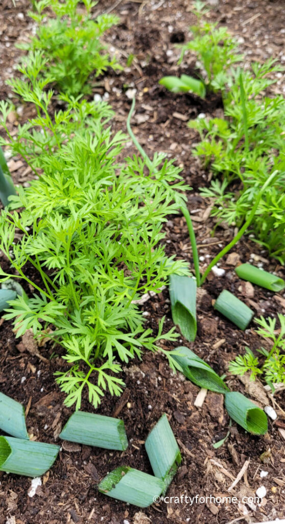 Cut Up Onion Flower With Carrot Plants