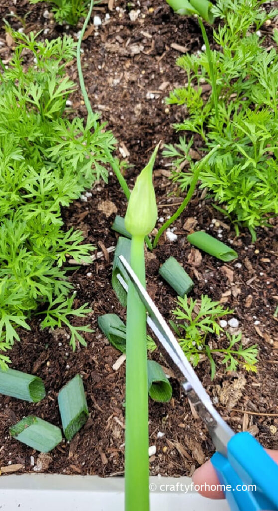 Cutting Off Onion Flower