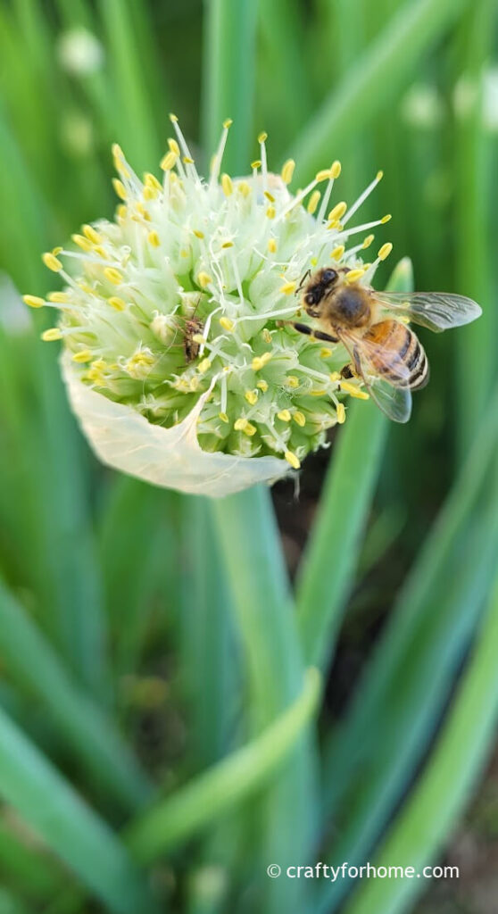 Honey Bee On Onion Flower