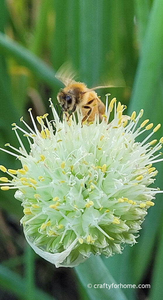 Honey Bee Perching On Onion Flowers