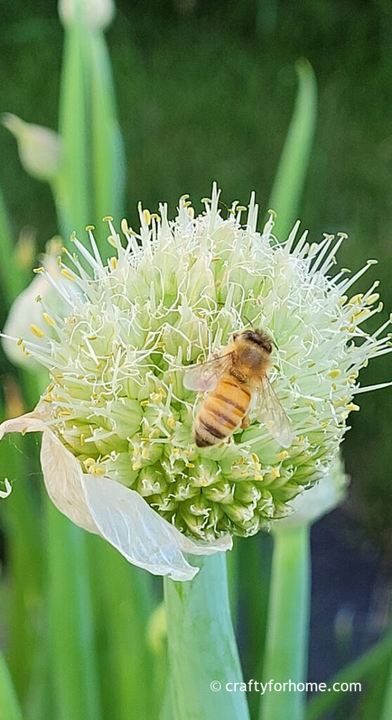Honey Bee Pollinating Onion Flower