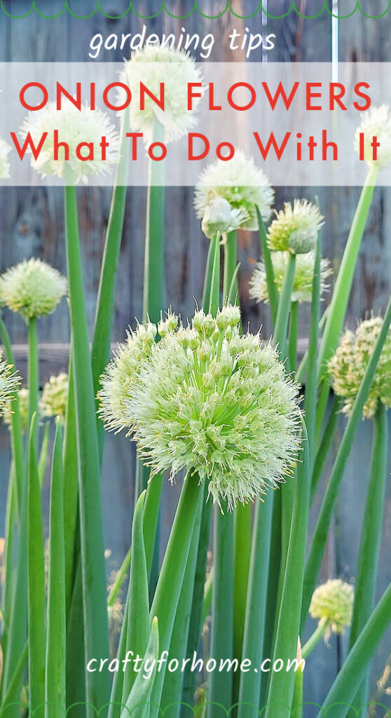 Multiple Bolting Onions
