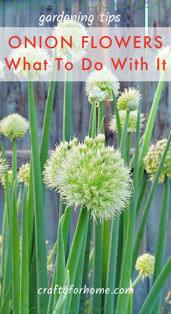 Onion Flowers: What To Do With It