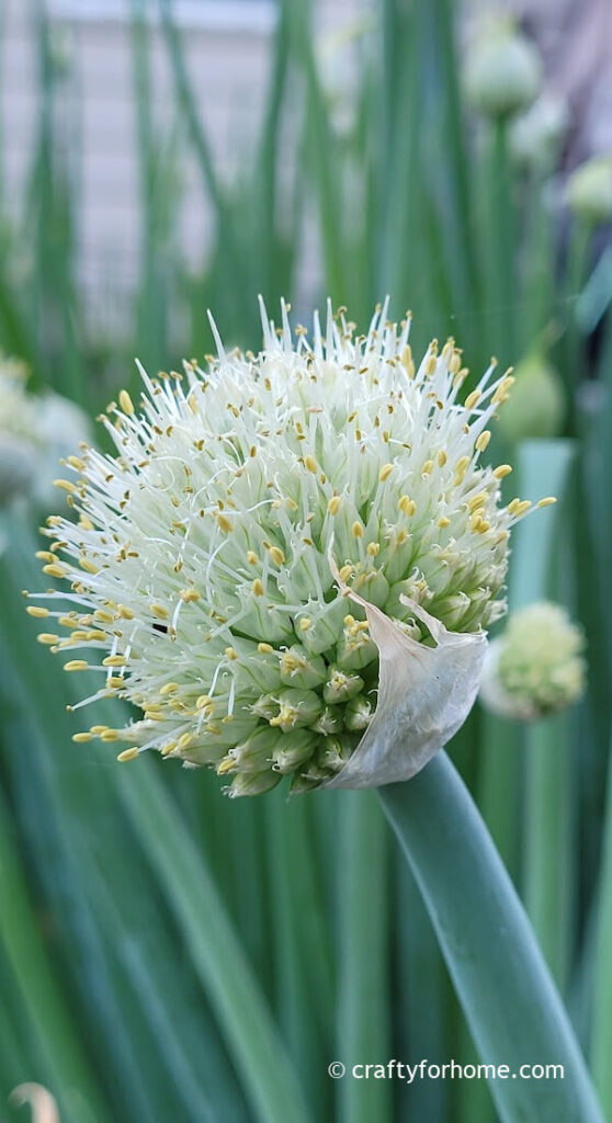 Onion Flower