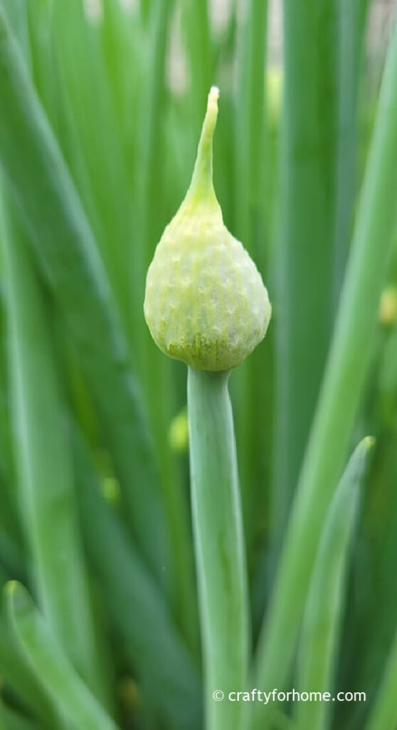 Onion Flower Bud