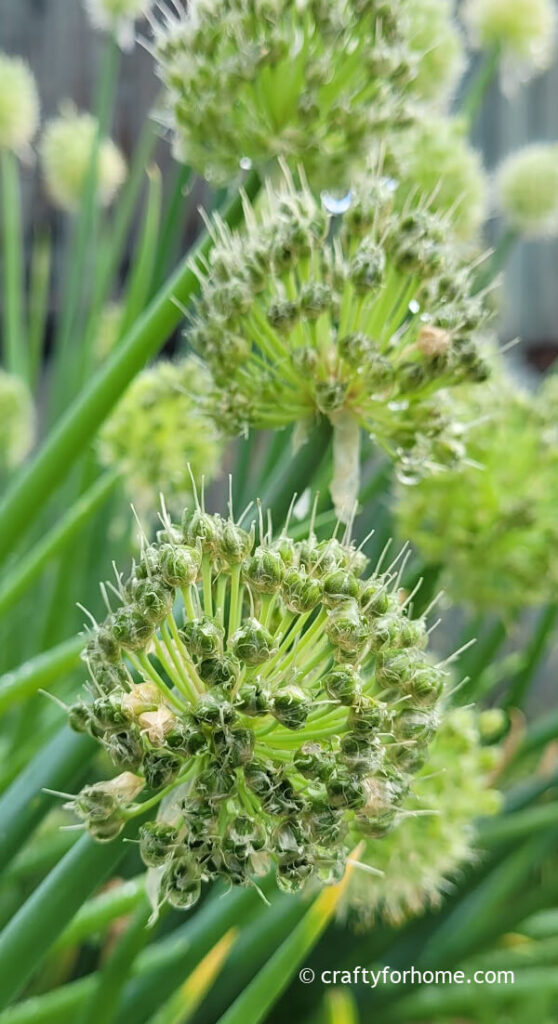 Onion Flower Go To Seed