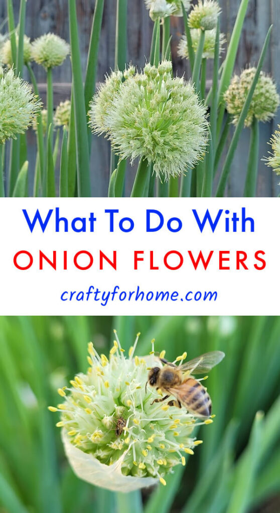 Onion Flowers With Bee