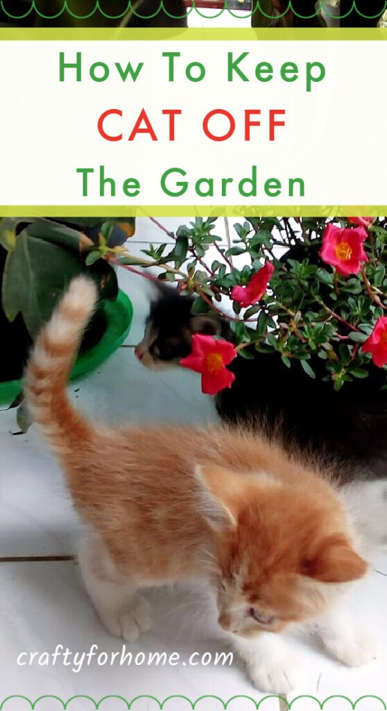 Cat Off The Garden