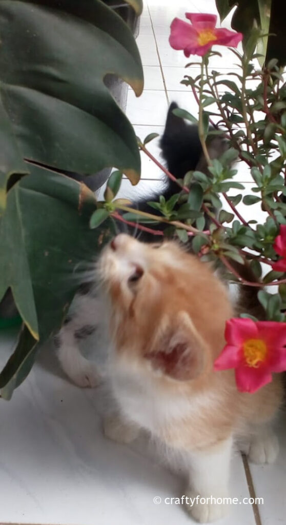 Cat Sniffing Flower