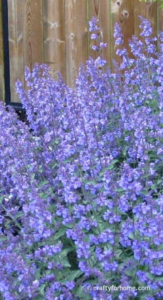 Catmint