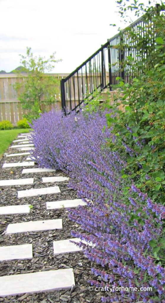 Catmint Grow By The Patio