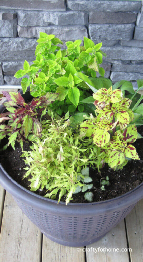Chartreuse And MAroon Coleus Growing In A Container