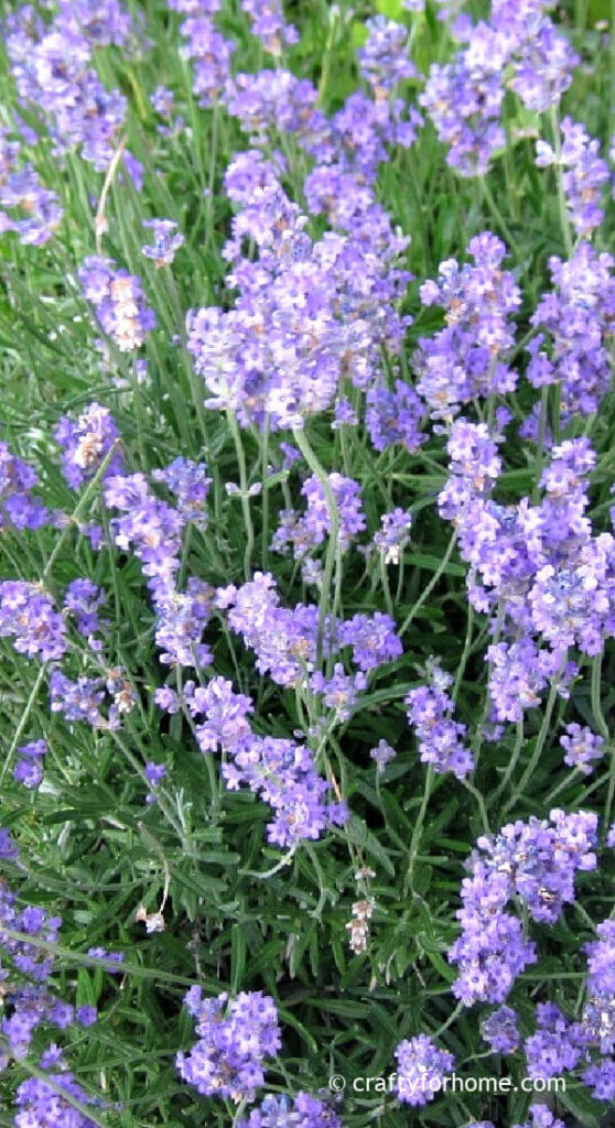 Lavender Plant