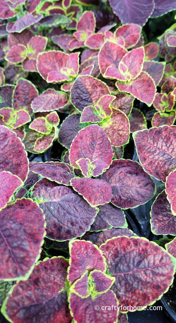 Maroon Coleus | Crafty For Home