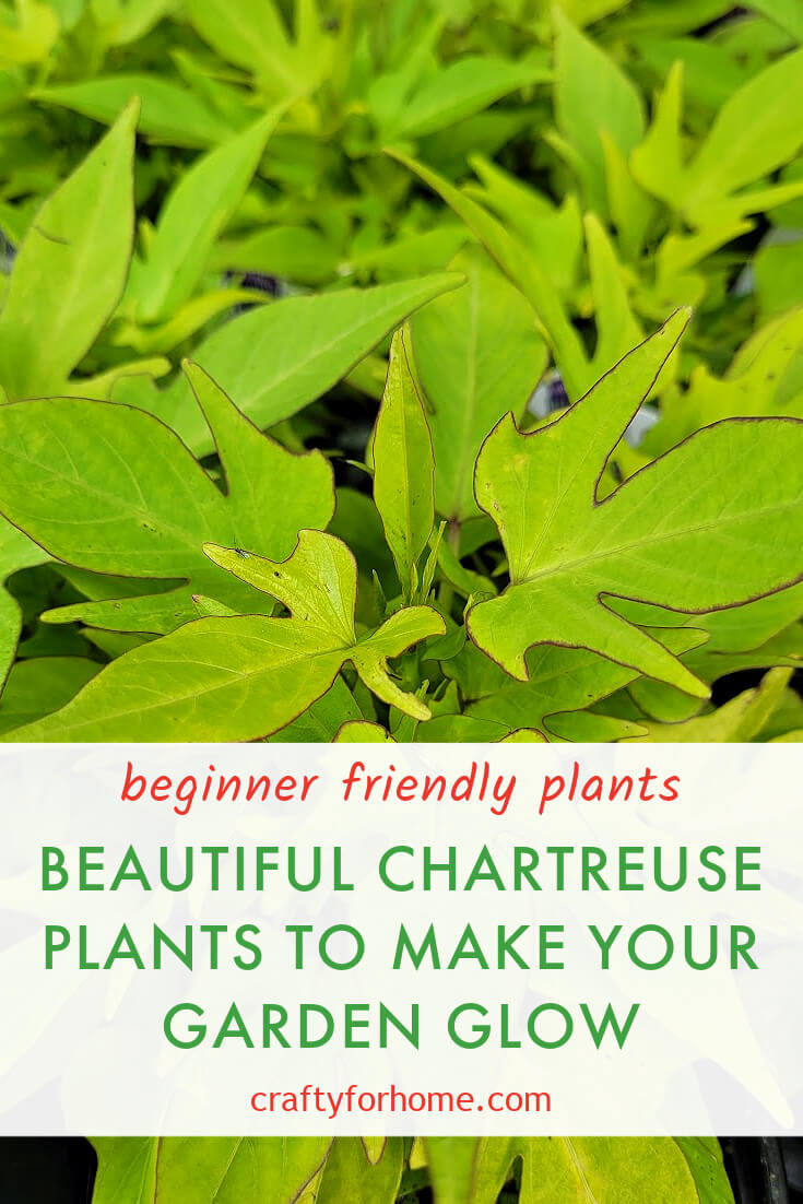 Beautiful Chartreuse Plants