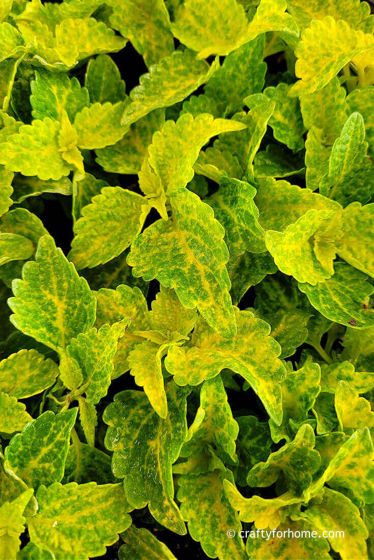 Chartreuse Coleus