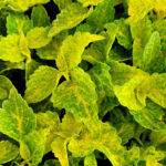 Chartreuse Colour Foliage Plants