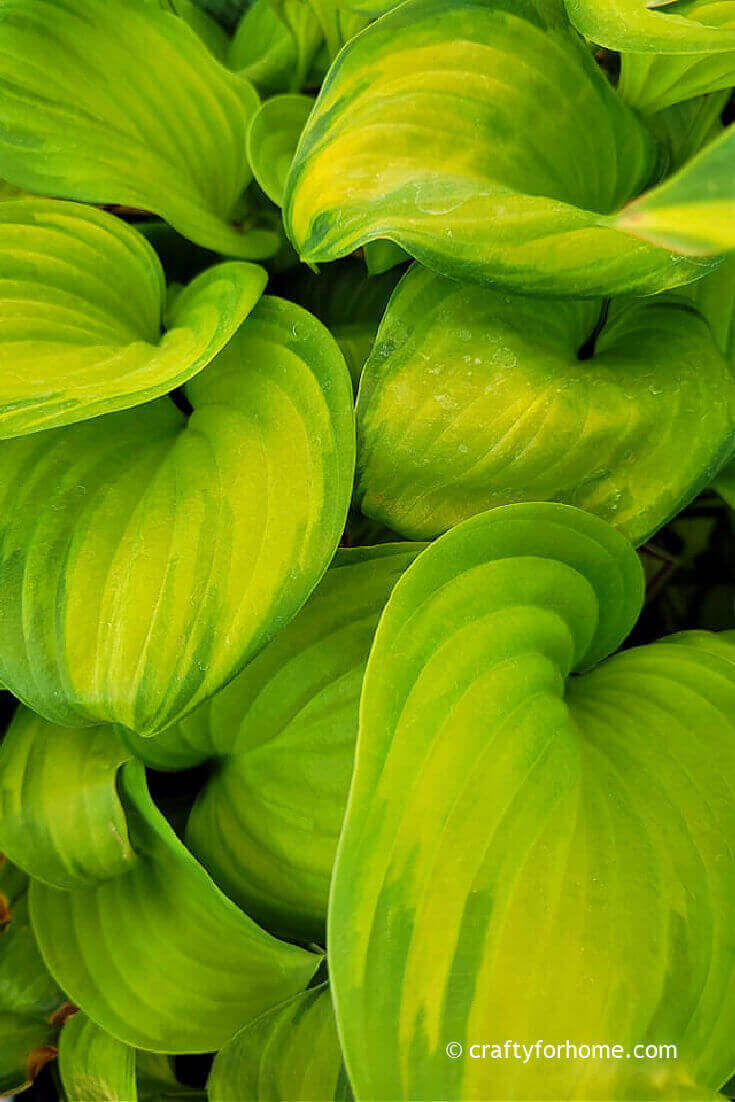 Chartreuse Hosta Foliage