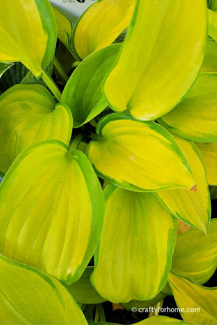 Chartreuse Hosta